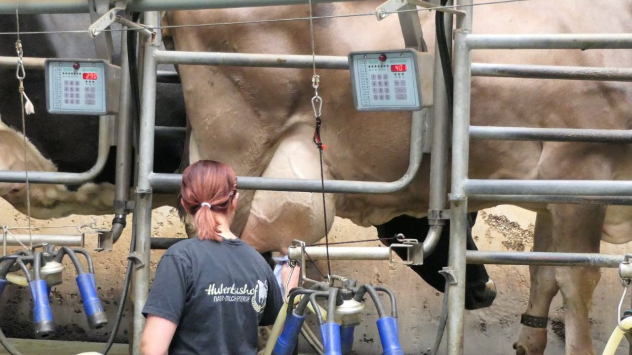 Landwirtin Laura Duchscherer im Melkstand mit Kühen