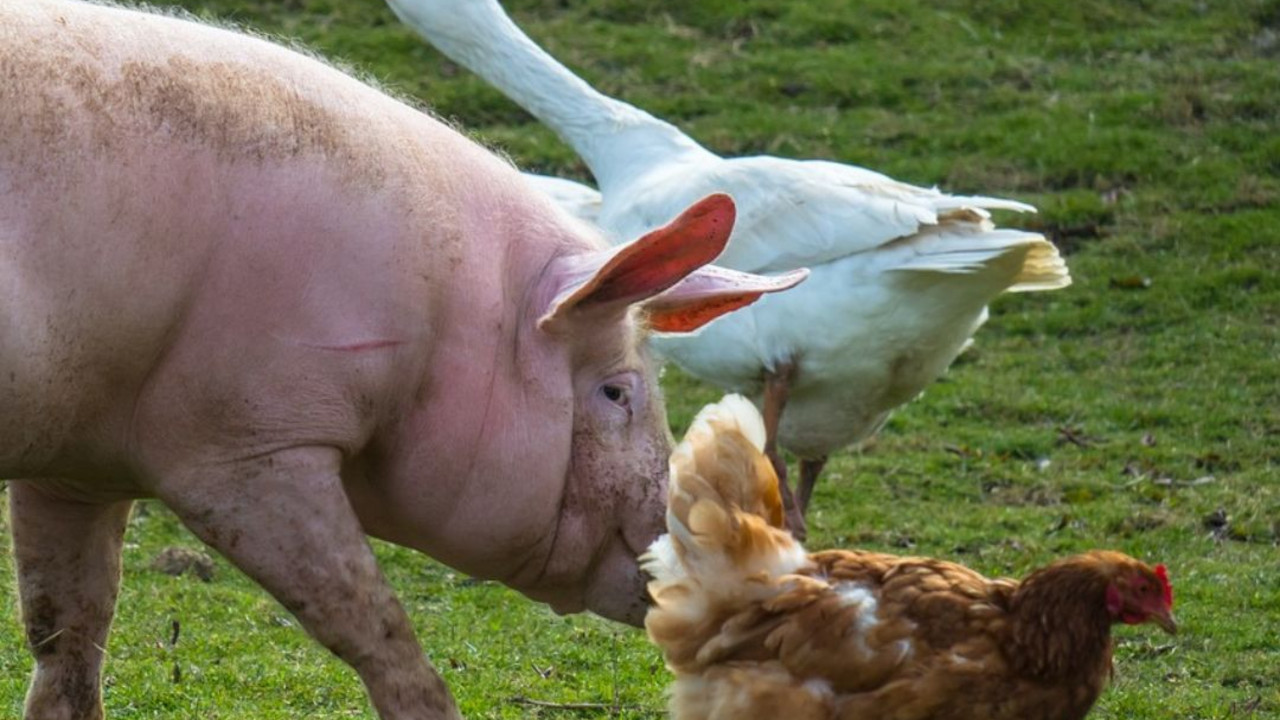 Gans, Schwein und Huhn auf der Wiese.