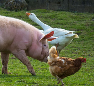 Gans, Schwein und Huhn auf der Wiese.