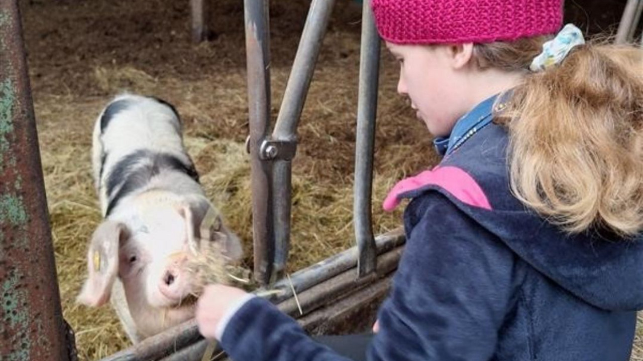 Kind füttert Schwein