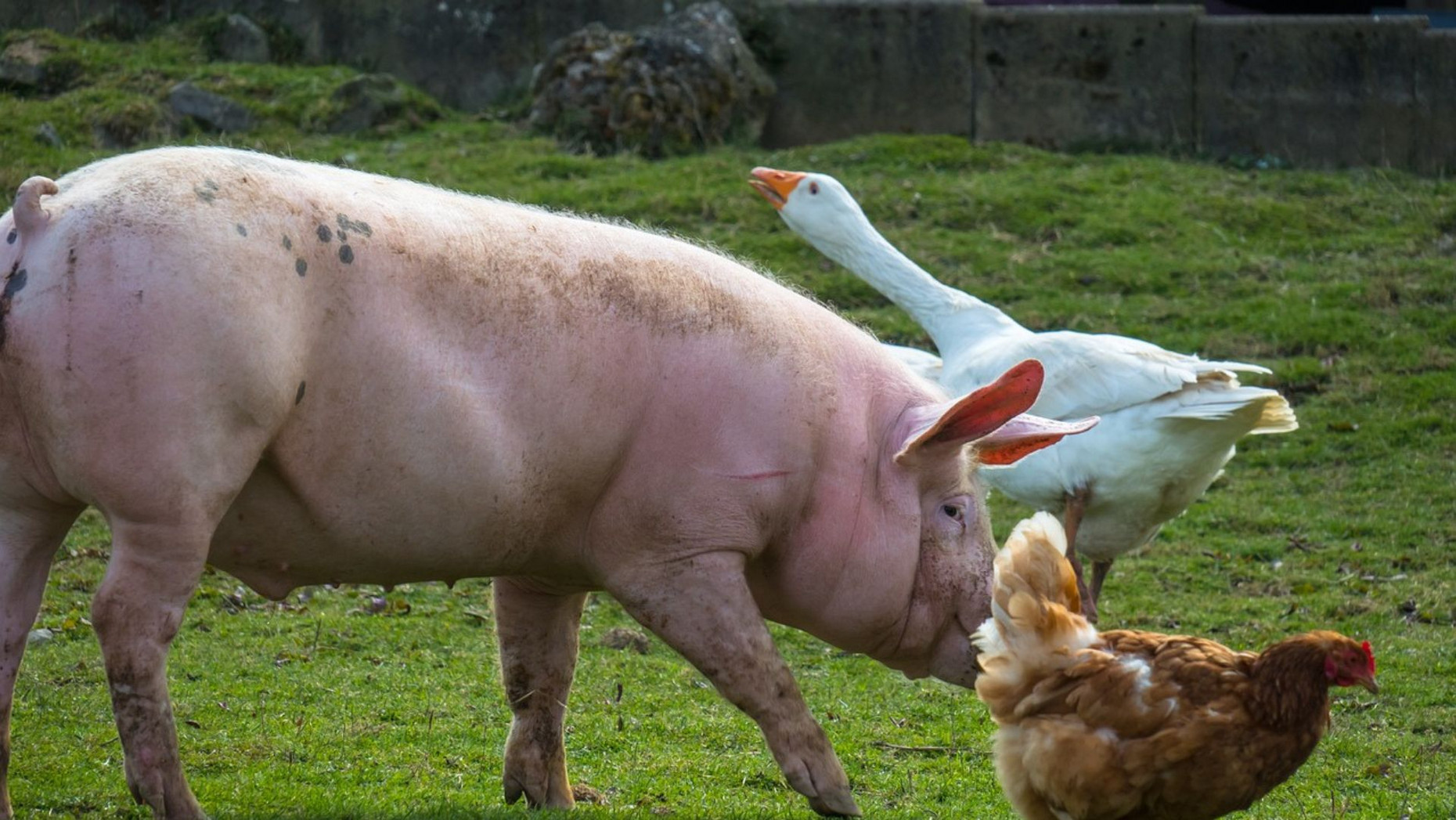 Gans, Schwein und Huhn auf der Wiese