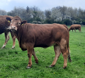 Rind auf der Weide.